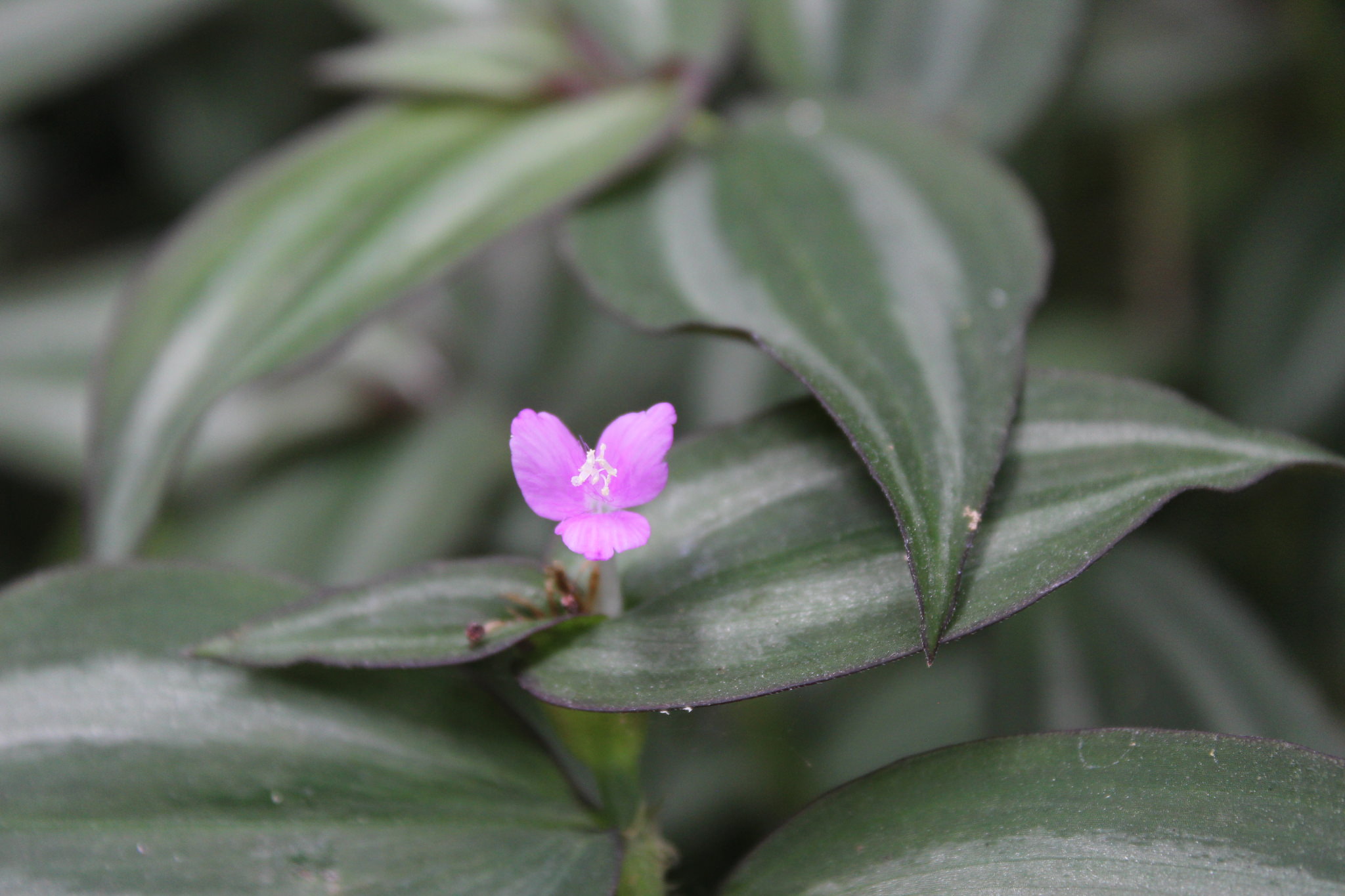 Tradescantia zebrina